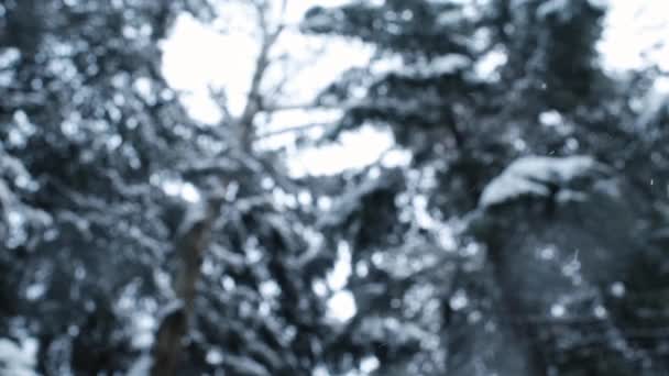Inverno nevascas de neve com flocos de neve e árvores florestais — Vídeo de Stock