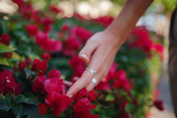 Mano delle donne accarezzando i bellissimi fiori viola — Foto Stock