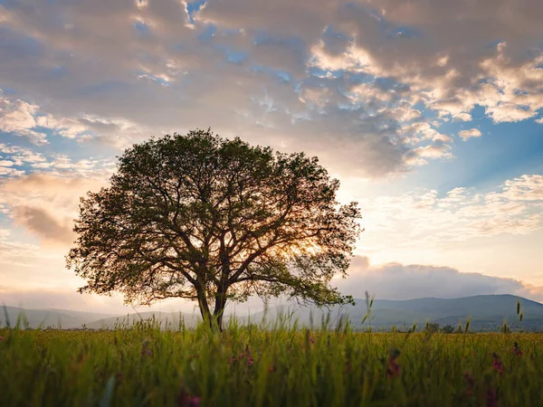 Старе Дубове Дерево Росте Сільськогосподарському Полі Над Весняним Заходом Сонця — стокове фото