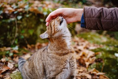 Tekir kedisi kadın eli tarafından okşanıyor.