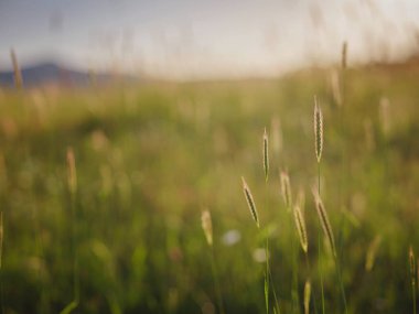 Olgunlaşan çayırlık buğday tarlalarının arka planı.