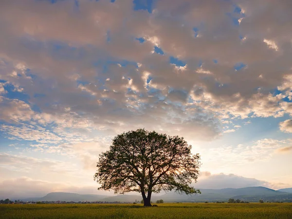 Gammal ek träd över våren solnedgång himmel — Stockfoto