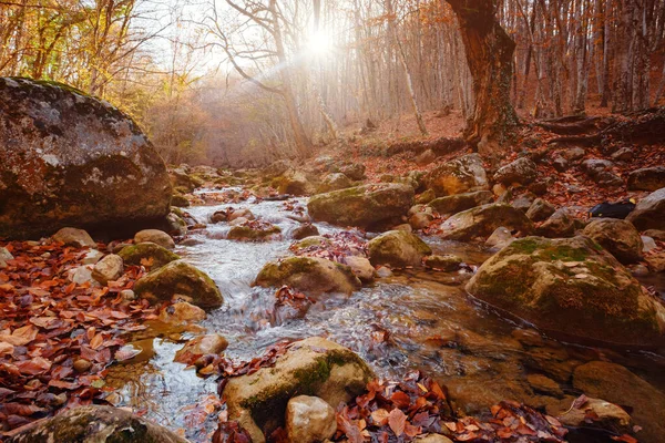 Creek in autumn forest sunset. Fall season in forest — Stock Photo, Image