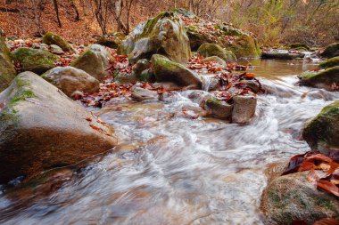 Sonbahar ormanı günbatımında dere. Ormanda sonbahar mevsimi