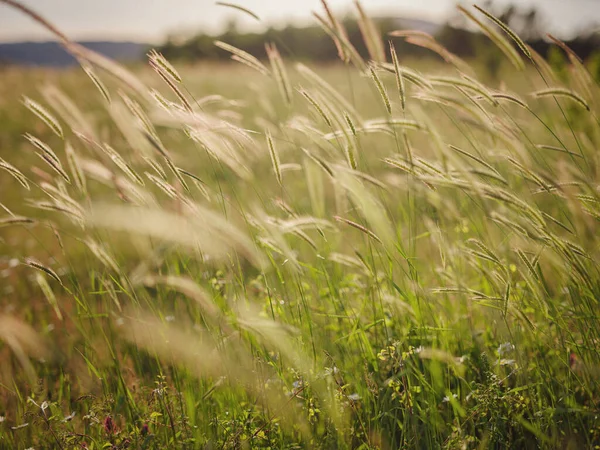 Sfondo di maturazione spighe di prato campo di grano. — Foto Stock