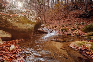 Sonbahar ormanı günbatımında dere. Ormanda sonbahar mevsimi