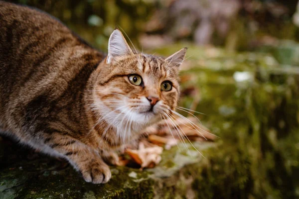 秋の森を探索するシベリアのタビー猫 — ストック写真