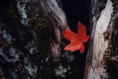 Ormanda güzel bir sonbahar yaprağı. Yakın çekim.