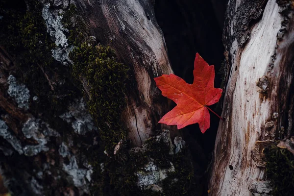 Красиве осіннє листя в лісі. закрити постріл . — стокове фото