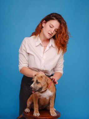 Amerikalı köpek yavrusu Staffordshire Terrier 'lı bir kadın stüdyoda poz veriyor.