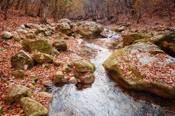 Creek im Herbst Wald Sonnenuntergang. Herbstzeit im Wald — Stockfoto