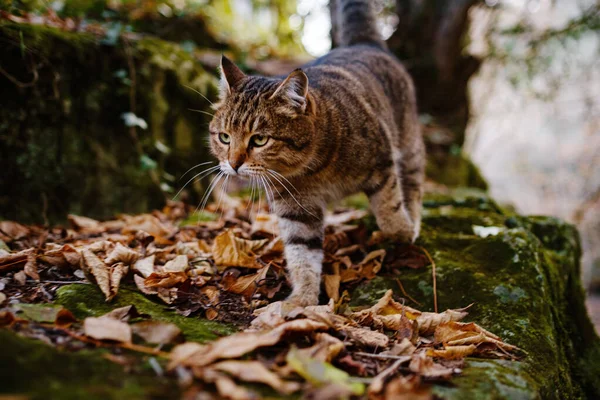 Eine sibirische Tabby-Katze erkundet den Herbstwald — Stockfoto