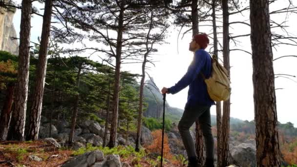 Seorang Pria Mendaki Hutan Pinus Hijau Musim Gugur Yang Cerah — Stok Video