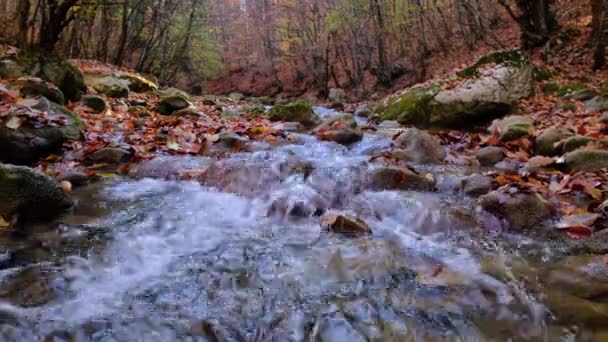 Javorové Dubové Listy Vznášejí Vodě Která Odráží Oblohu Stromy Listy — Stock video