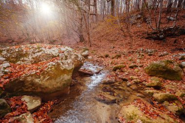 Autumn Forest River Creek Manzarası. Sonbahar ormanı günbatımında, dağ şelalesinden dere. Ormanda sonbahar mevsimi