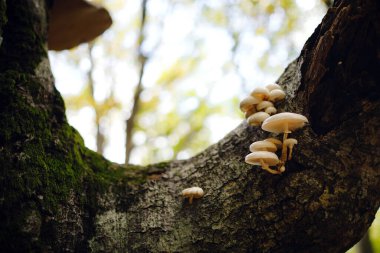 Sonbahar ormanı, yakın plan küçük mantar. seçici odak ile çerçeve çekimi