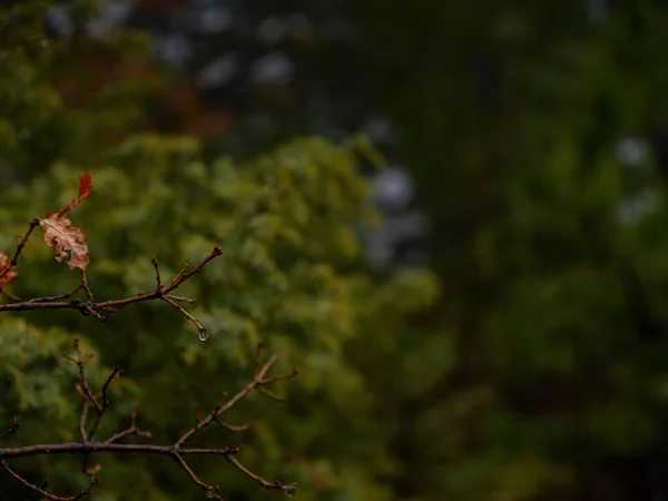 Sonbahar Sisli Ormanının Güzelliği Detaylar Kapanır Yağmur Damlalarında Ardıç Dalı — Stok fotoğraf