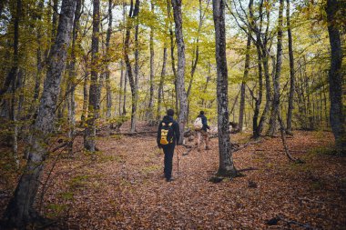 Sonbahar doğasında sırt çantalı iki erkek arkadaş birlikte yürüyüş yapıyor. Erkek sırt çantalı, rahatla ve dağ yolunda yürümekten zevk al. Sağlıklı açık hava tatil konsepti.