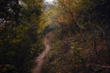 Sonbahar orman doğası. Sonbahar mevsiminde doğanın manzarası.