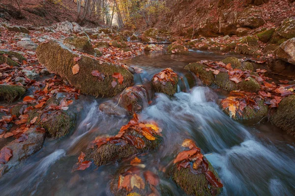 秋天森林落日的溪流。秋天的森林季节 — 图库照片