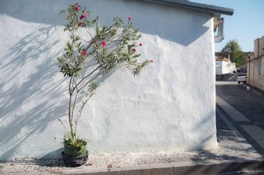 Çitlere düşen ağaçların gölgeleri, doğa arka planı.
