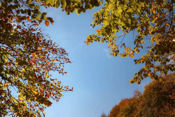 Sonbahar orman yaprakları sonbahar arka planında yere düşer. — Stok fotoğraf