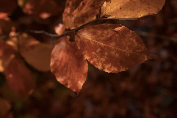 Őszi erdő levelek esik a földi táj őszi háttér — Stock Fotó