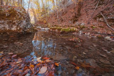 Sonbahar ormanı günbatımında dere. Ormanda sonbahar mevsimi