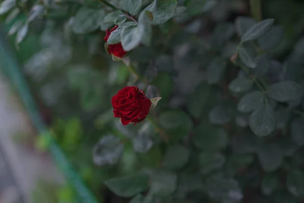 Krásná růže květina na pozadí zeleně — Stock fotografie