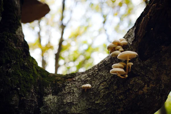 Podzimní les, zblízka malá houba — Stock fotografie