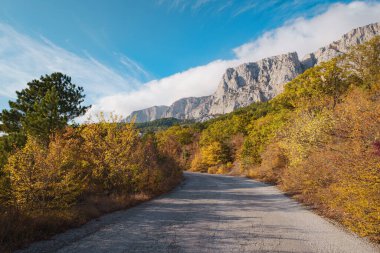 Bulutlu bir günde, yaz ormanlarında asfalt yol.