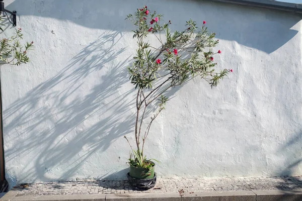 Ombres Des Arbres Tombant Sur Clôture Fond Nature Pot Fleurs — Photo