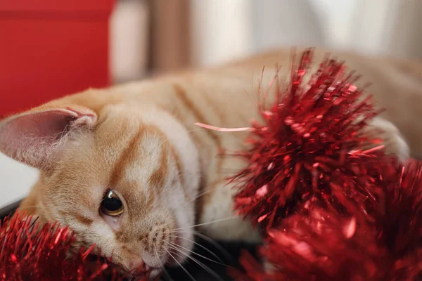 Happy Ingwer Tabby Cat Mit Roten Geschenkboxen Auf Schwarzem Tisch — Stockfoto