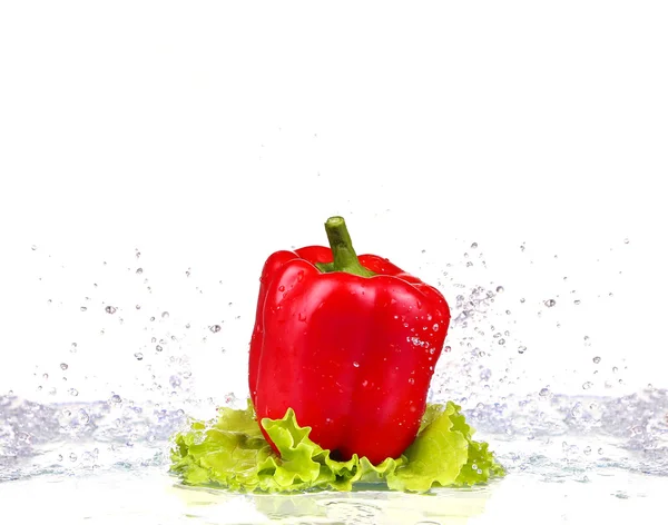 Fresh water splash on red sweet pepper  on white background — Stock Photo, Image