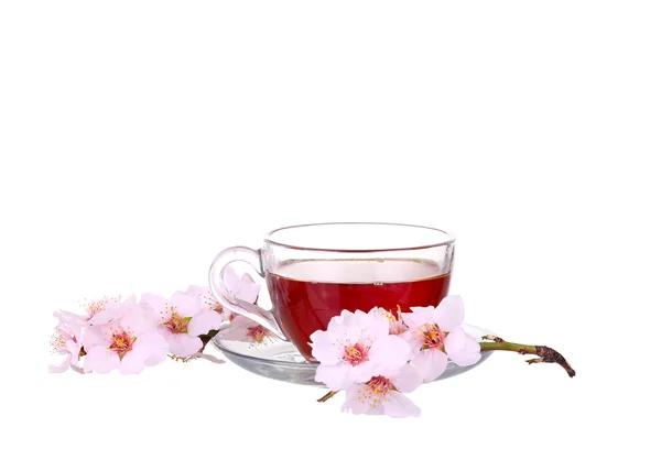 Taza de té con una ramita de flores de cerezo aisladas sobre fondo blanco . — Foto de Stock