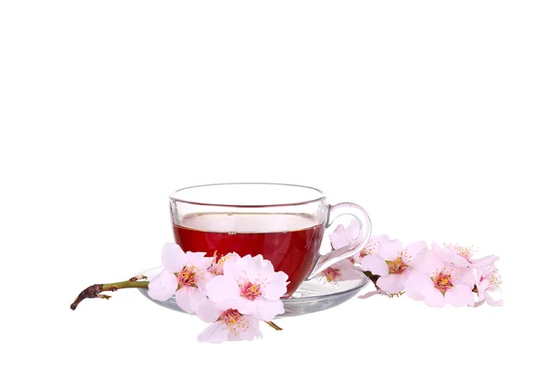 Cup of tea with a sprig of cherry blossoms isolated on white bac — Stock Photo, Image