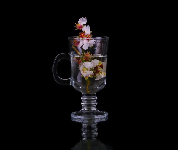 Blühender Kirschzweig in einem Becher Wasser auf schwarzem Hintergrund — Stockfoto