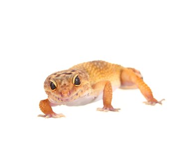 Sarı ve turuncu benekli leopar gecko beyaz