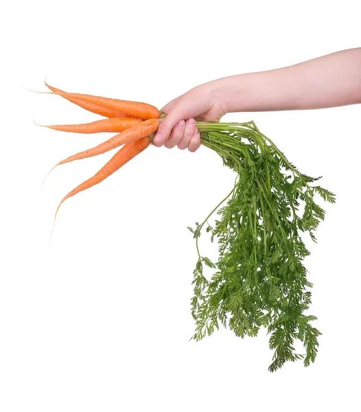 Mano sosteniendo un ramo de zanahorias en blanco — Foto de Stock