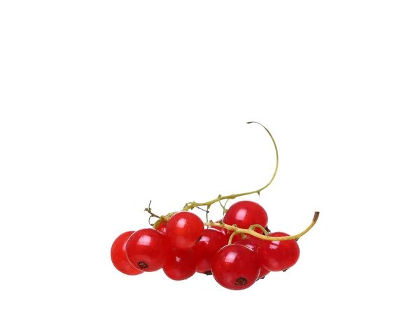 Zweige der Beere rote Johannisbeeren isoliert auf weißem Hintergrund — Stockfoto