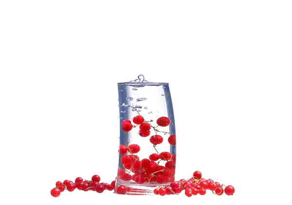 붉은 건포도 흰색 절연 물 — 스톡 사진