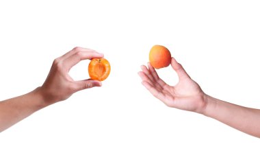 beyaz zemin üzerinde bir el olgun kayısı