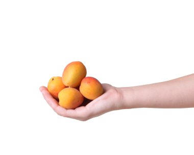 beyaz zemin üzerinde bir el olgun kayısı