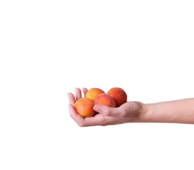 beyaz zemin üzerinde bir el olgun kayısı