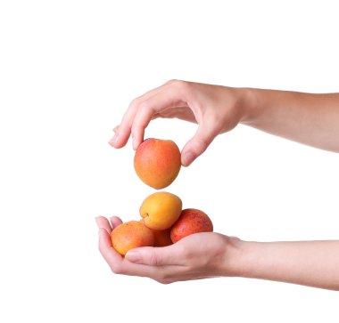 beyaz zemin üzerinde bir el olgun kayısı