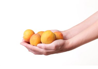 beyaz zemin üzerinde bir el olgun kayısı