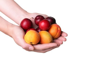 Erik ve kayısı beyaz izole üzerinde elinde