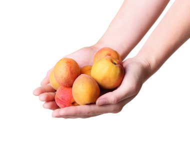 beyaz zemin üzerinde bir el olgun kayısı