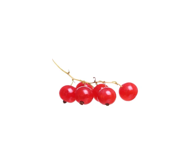 莓果红葡萄干孤立在白色背景上的分支 — 图库照片