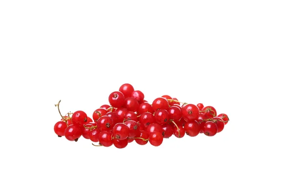 Beyaz bir arka plan üzerinde izole berry kırmızı kuş üzümü şubeleri — Stok fotoğraf